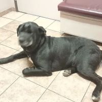 Willamette Veterinary Clinic: Cox Kristina DVM ico
