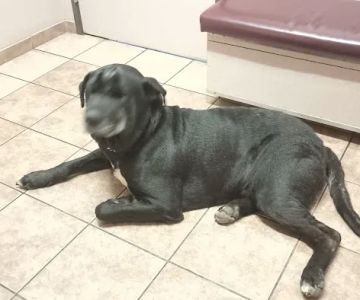 Willamette Veterinary Clinic: Cox Kristina DVM