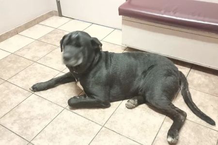 Willamette Veterinary Clinic: Cox Kristina DVM