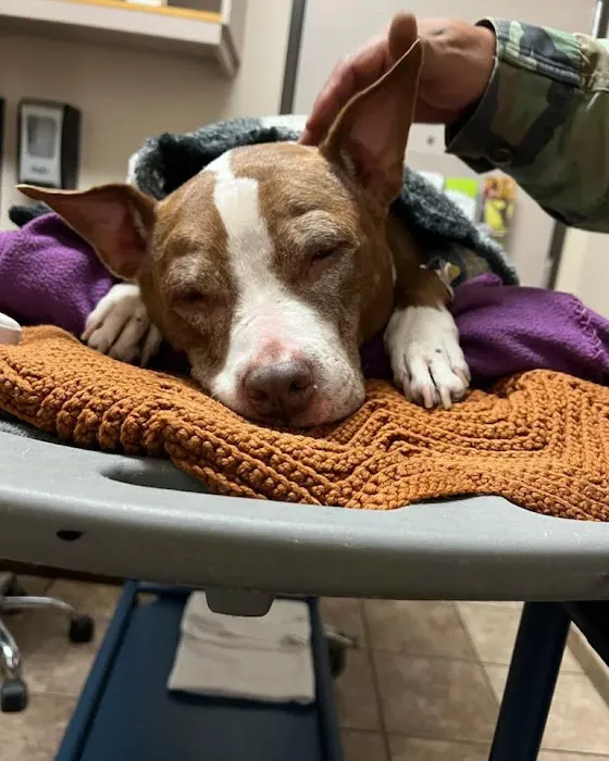 Willamette Veterinary Hospital 7
