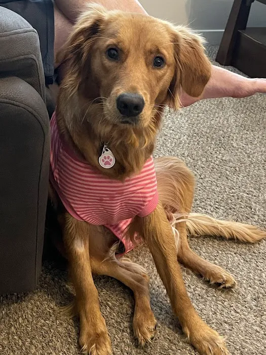 Hello Vet Pet Wellness Center 12