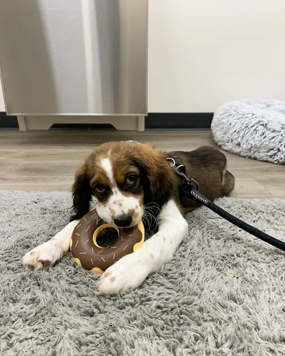 Hello Vet Pet Wellness Center 12