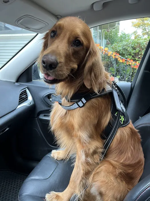 Hello Vet Pet Wellness Center 12