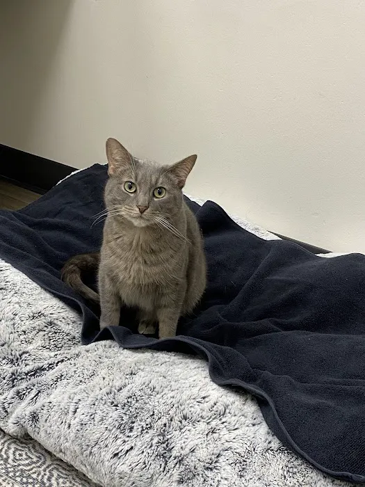 Hello Vet Pet Wellness Center 12