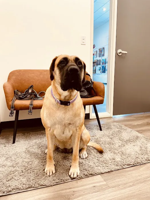 Hello Vet Pet Wellness Center 12