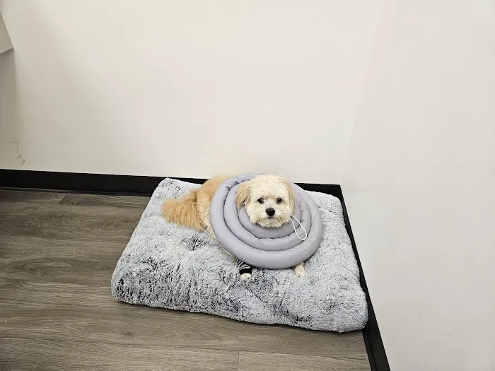 Hello Vet Pet Wellness Center 12