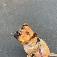 Hello Vet Pet Wellness Center ico