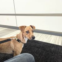 OSU Veterinary Teaching Hospital ico