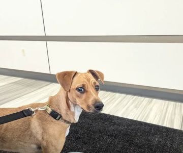 OSU Veterinary Teaching Hospital