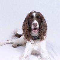 House Call Pet Service ico