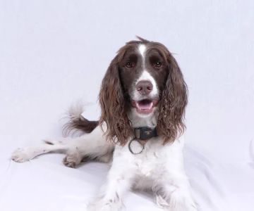House Call Pet Service