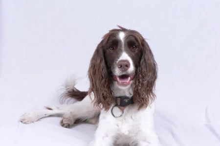 House Call Pet Service