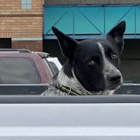 Vetco Vaccination Clinic ico