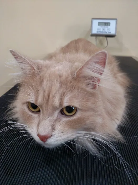 All Creatures Great and Small Veterinary Clinic 12