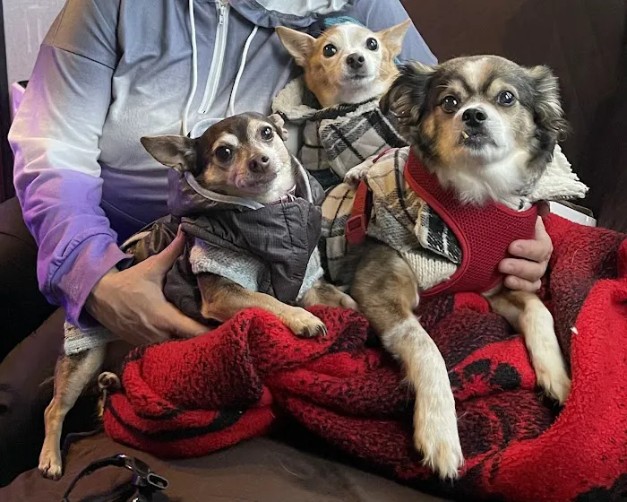 All Creatures Great and Small Veterinary Clinic 12