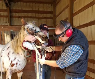 All Creatures Great and Small Veterinary Clinic