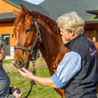 Del Oeste Equine Hospital LLC - Chris Camp, DVM ico