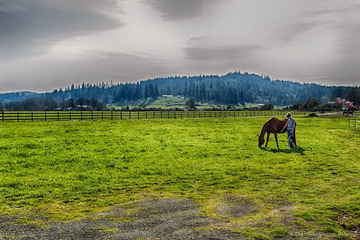 Del Oeste Equine Hospital LLC 5