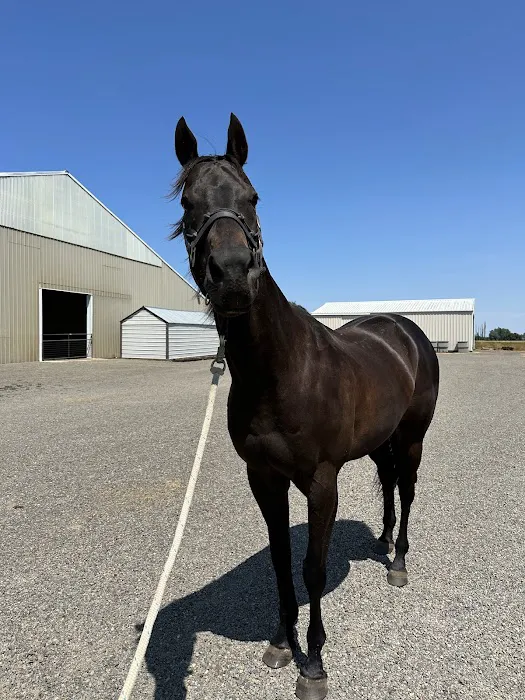 Del Oeste Equine Hospital LLC 6