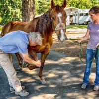 Del Oeste Equine Hospital LLC ico