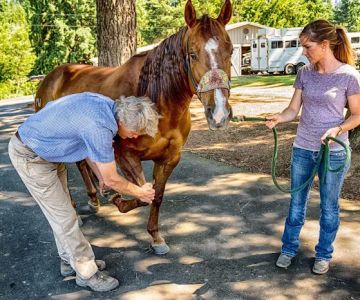 Del Oeste Equine Hospital LLC