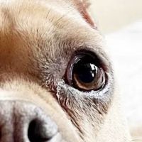 Riverbrook Animal & Eye Clinic ico