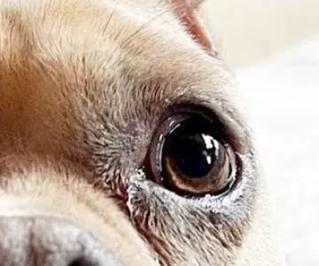 Riverbrook Animal & Eye Clinic