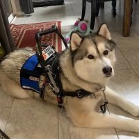 Santa Clara Animal Hospital ico