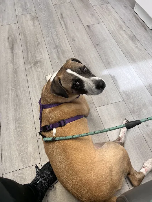 Santa Clara Animal Hospital 6