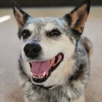 The Veterinary Hospital ico