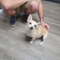 Echo Hollow Veterinary Hospital and Urgent Care ico