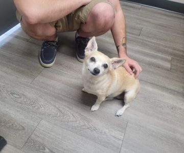 Echo Hollow Veterinary Hospital and Urgent Care