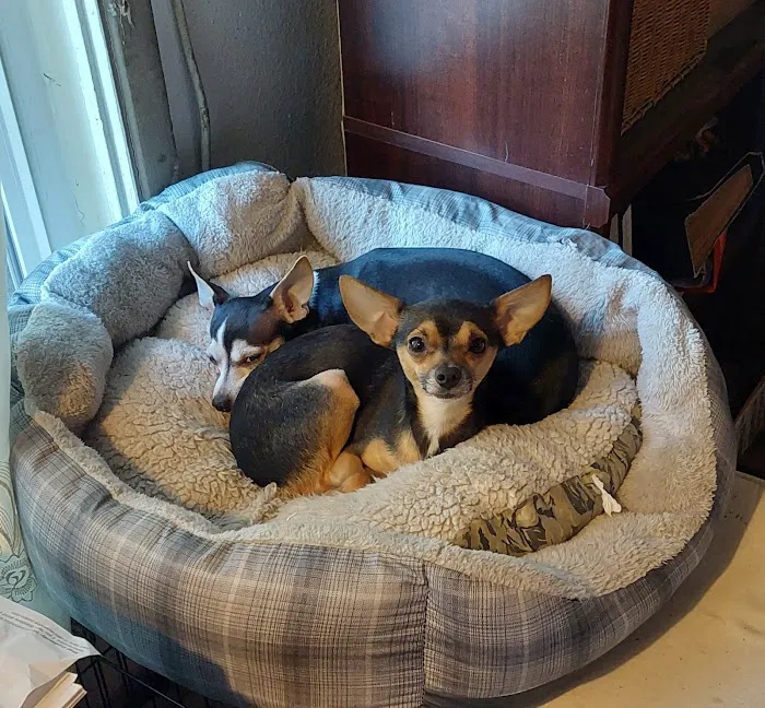 Echo Hollow Veterinary Hospital and Urgent Care 2