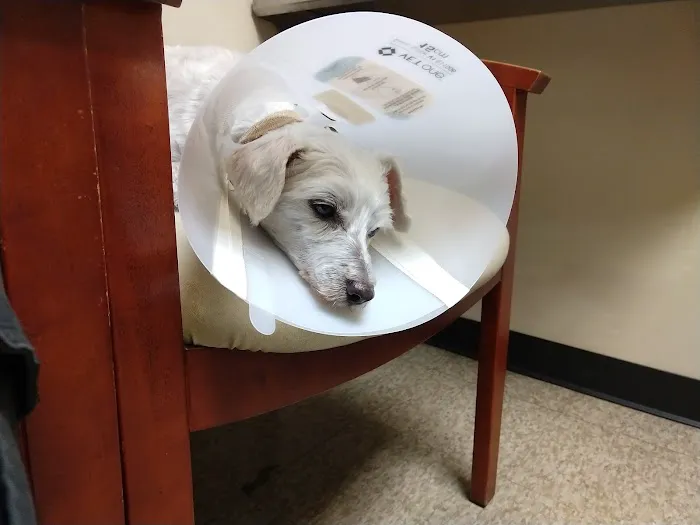 East Valley Veterinary Clinic 6