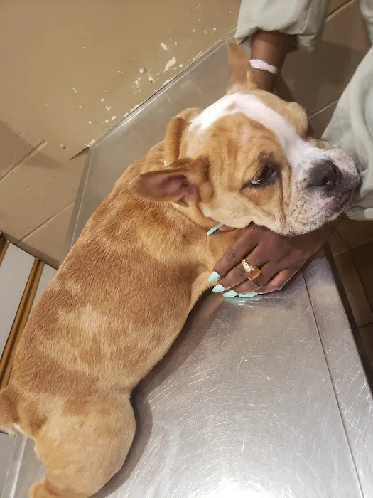 Holiday Humane Society Clinic 3