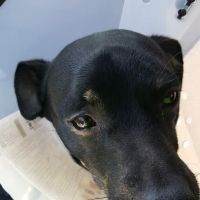 Holiday Humane Society Clinic ico