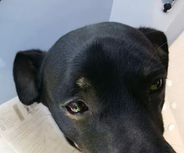 Holiday Humane Society Clinic