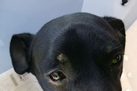 Holiday Humane Society Clinic