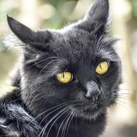 Van Nuys Veterinary Clinic ico