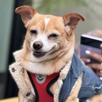 Green Dog Dental and Veterinary Center ico