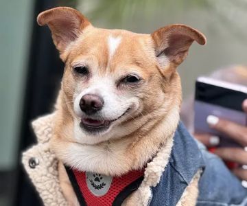 Green Dog Dental and Veterinary Center