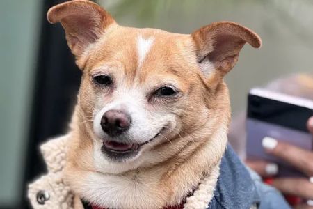 Green Dog Dental and Veterinary Center