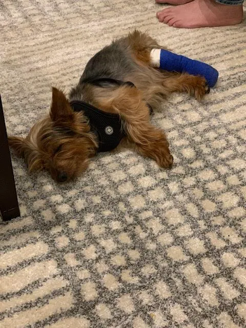VCA Animal Medical Center 12