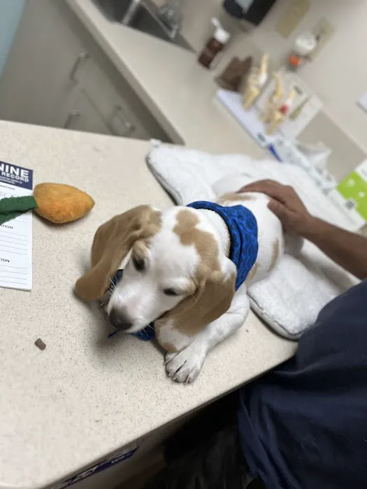 VCA Animal Medical Center 12