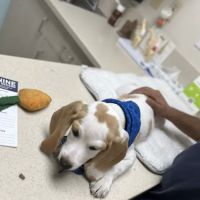 VCA Animal Medical Center ico