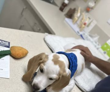 VCA Animal Medical Center