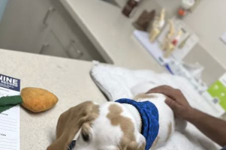 VCA Animal Medical Center