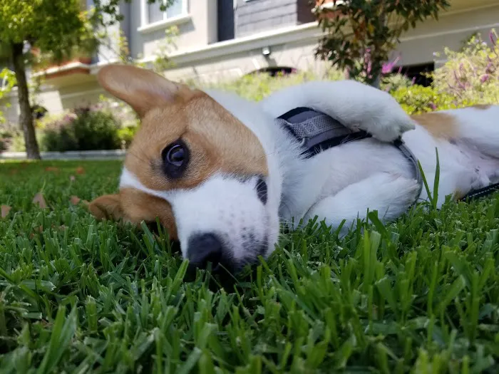 VCA Animal Medical Center 12