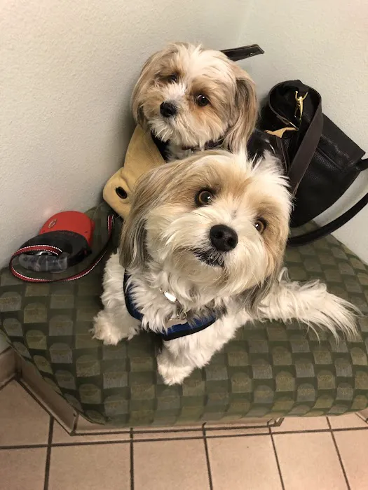 VCA Animal Medical Center 12