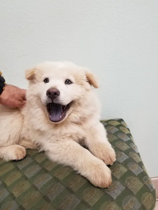 VCA Animal Medical Center 12